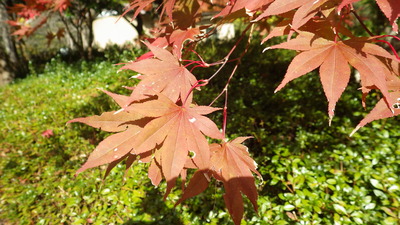 道猿坊公園の真っ赤なイロハモミジの葉の写真です。