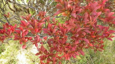 道猿坊公園の赤いドウダンツツジの葉の写真です。