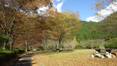 紅葉終盤の道猿坊公園のケヤキ並木の写真です。