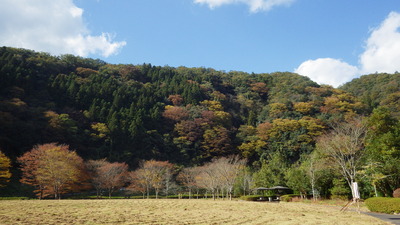 紅葉終盤の道猿坊公園内のケヤキと背景の色づきが進む山の写真です。