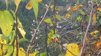 桜の花の写真その2です。