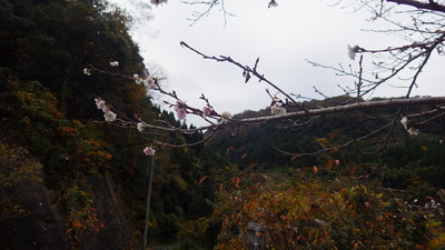 桜の花の拡大写真です。