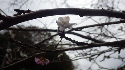 桜の花の拡大写真その２です。
