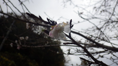 桜の花の拡大写真その３です。
