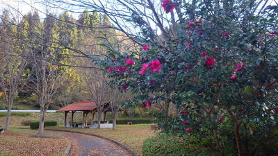 サザンカの花の写真その３です。