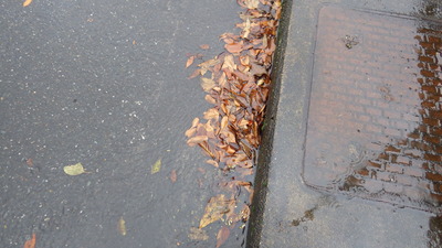 排水溝に詰まった落ち葉の写真です