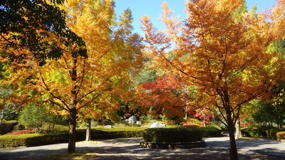 メタセコイヤのあざやかな紅葉の写真です。