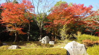 紅葉が一段と進んだイロハモミジの写真です。
