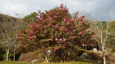 山茶花の写真その３です