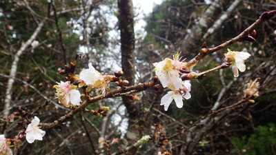 桜の花の拡大写真です。