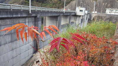 紅葉したハゼの木と御部ダムの写真です。