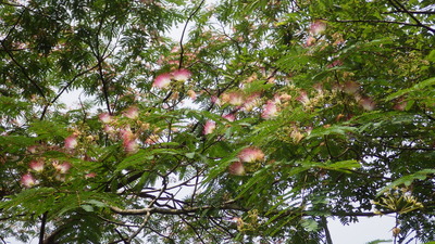 ねむの木の花の写真です。
