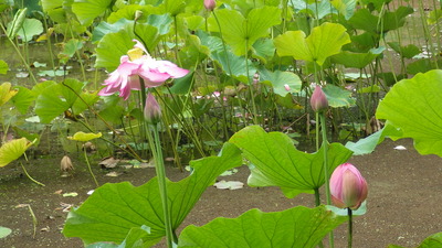 蓮の花の写真その１です