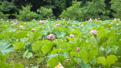 蓮の花の写真その２です