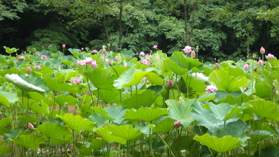 蓮の花の写真その３です