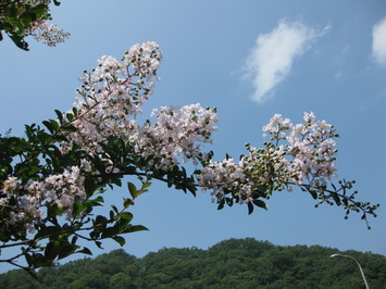 サルスベリの花と夏空の写真です