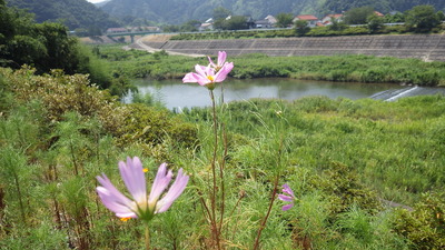 三隅川とコスモスの写真です。
