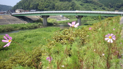 三隅川に架かる三隅大橋とコスモスの写真です。