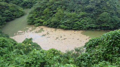 三隅川の漂流物の写真その１です