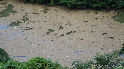 三隅川の漂流物の写真その２です