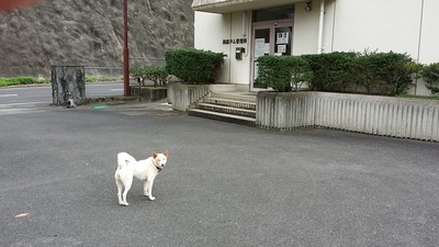 犬と管理所の写真です