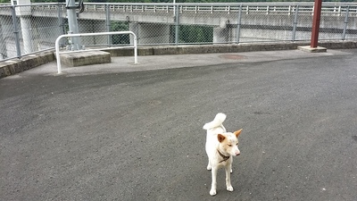 犬とダムの写真です