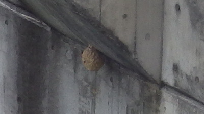 管理橋橋脚部下につくられたハチの巣の写真です。