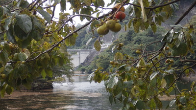 鈴なりの柿の実とその背景の御部ダムの写真です。