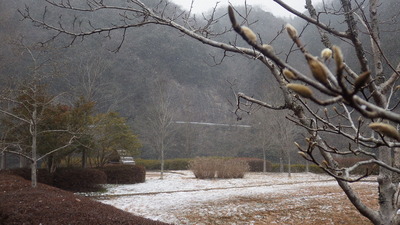 道猿坊公園の雪原と毛皮をかぶったこぶしの芽の写真です。