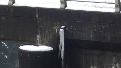 ダム天端橋梁排水管の大きなつららです。