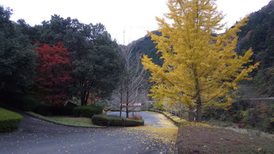 道猿坊公園の紅葉です。