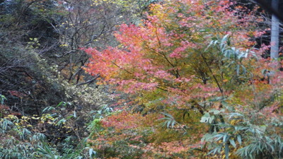 グラデーション紅葉です。