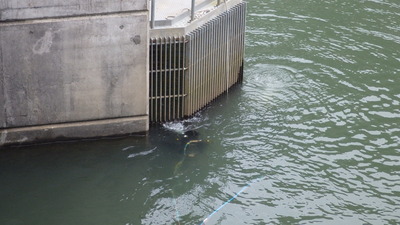 潜水調査の写真その１です