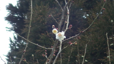 出会いの広場で見つけた梅の花の写真拡大です。