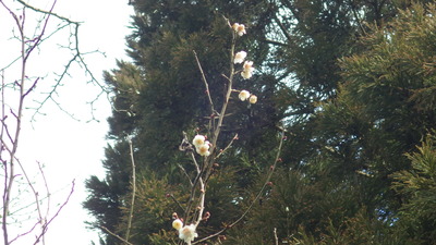 出会いの広場で見つけた梅の花の写真です。