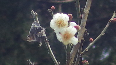 出会いの広場で見つけた梅の花の写真拡大その２です。