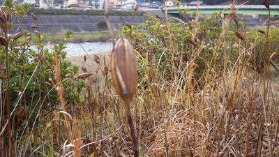 花の種、アップの写真です