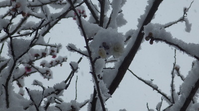 白い梅の花の写真です