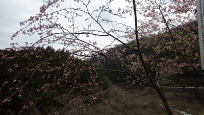 桜の木の写真です