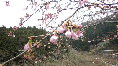桜の花の写真です