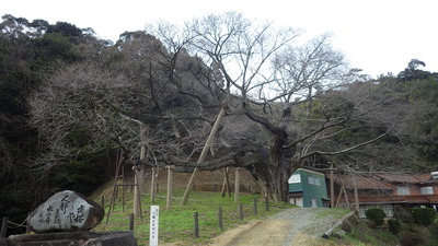 三隅大平桜の写真です