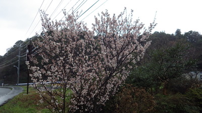 桜の木の写真です