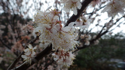 桜の花の写真です