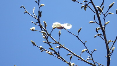 こぶしの花の写真です