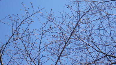 桜の小路のサクラのつぼみの写真です