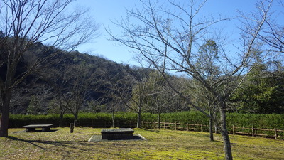 桜の広場のサクラの写真です