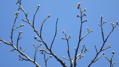 桜の広場のサクラのつぼみの写真です