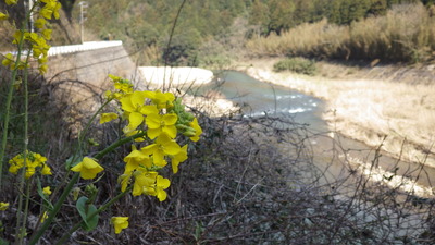 御部ダムの点検に上がる途中の三隅川沿いで見つけた菜の花の写真です。