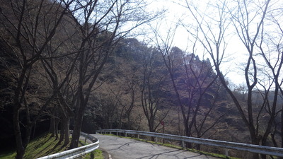 桜の小路の写真です