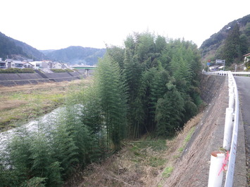 三隅川の竹伐採前です